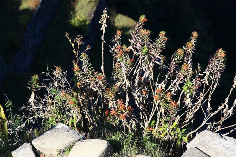 577-Machupicchu,11 luglio 2013.JPG